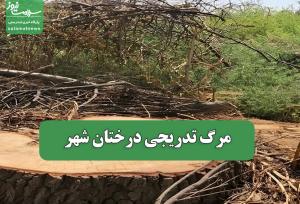 مرگ تدریجی درختان شهر