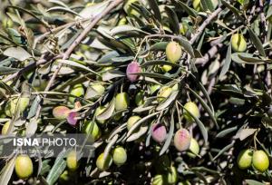 زنجان بزرگ‌ترین قطب تولید زیتون کشور است