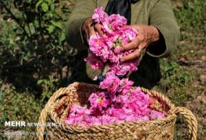 ثبت ملی جشنواره گلاب‌گیری بانه؛دهمین رویداد گردشگری کردستان رسمیت یافت
