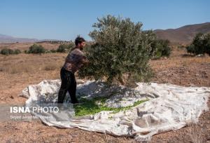 زیتون کاران رودبار عضو تعاونی باغداران زیتون شوند/ پیش‌بینی برداشت ۱۸ هزار تنی