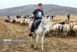 تامین گوشت باکیفیت در دستور کار سازمان امور عشایر ایران