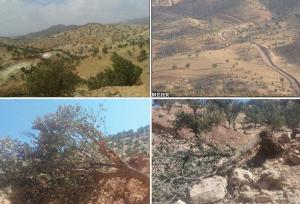 باقری: عامل قطع درختان بلوط در جنگل پلنگ‌خیل بهشهر دستگیر شد