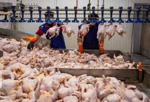 عرضه بیش از ۶ هزار تن گوشت مرغ در لرستان