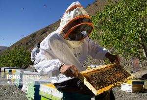 کاهش ۲۰ درصدی تولید عسل در خراسان رضوی