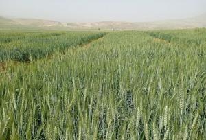 آغاز کاشت مزارع الگویی گندم در دهلران