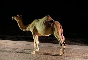 تصادف پژو ۴۰۵ با شتر در جاسک یک کشته و یک زخمی برجای گذاشت