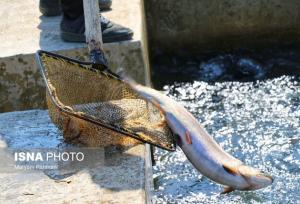 افق روشن آبزی پروری در شهر شیلاتی غیر ساحلی کشور