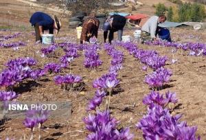 برداشت ۴۹ کیلوگرم زعفران از مزارع زاهدان