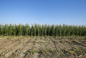 برداشت ذرت علوفه‌ای در حاجی‌آباد آغاز شد