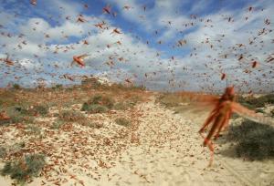 احتمال حمله ملخ صحرایی به مزارع استان‌های جنوبی