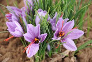 عیار زعفران در دل خشکسالی‌های خراسان شمالی افزایش یافت