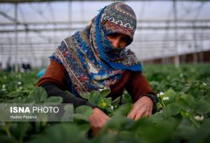 وجود ۵۲ هکتار گلخانه غیرفعال در خراسان شمالی