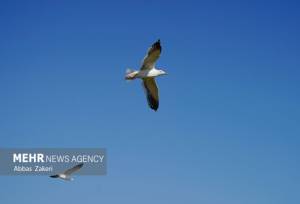 «سد بار» مهمترین کانون زمستانی پرندگان مهاجر در خراسان رضوی است