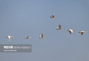 مهمانی پرندگان مهاجر در پناهگاه حیات وحش عباس‌آباد نائین