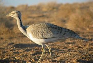 افزایش ۴۰ درصدی مشاهدات هوبره در قزوین