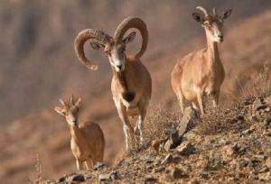 یک مسئول: جمعیت حیات وحش خراسان شمالی در سرشماری اخیر تغییری نکرده است