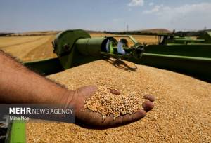 ۲۶ تن گندم قاچاق در هشترود کشف شد