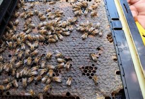 سفارش کارشناسان به کشاورزان و زنبورداران