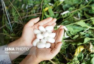 امکان استفاده از پتانسیل زنان خانوار در صنعت نوغان‌داری
