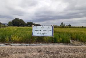 خشکه کاری برنج از روش‌های مدیریت مصرف آب است