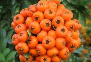 زالزالک؛ میوه‌ای کوچک با خواص شگفت‌انگیز برای قلب و آرامش روان