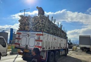 کشف محموله قاچاق چوب بید در کامیاران