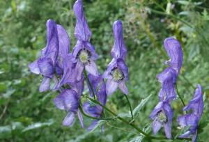 عرضه اشتباه گیاه سمی «اقونیطون» به جای «جدوار»