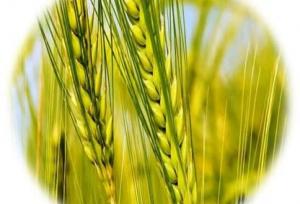 الگوی کشت ضرورتی اجتناب‌ناپذیر در شرایط اقلیمی جدید