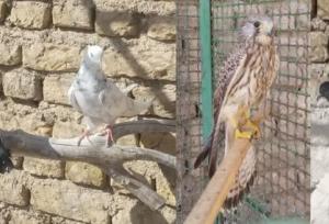 کشف ۴ بهله پرنده شکاری و وحشی از صیادان غیربومی در دامغان