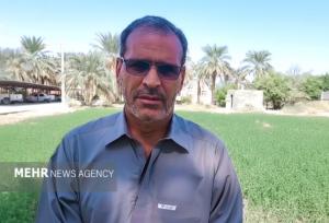 ناروئی: برداشت ۲۰۰ تن ارزن در دلگان آغاز شد