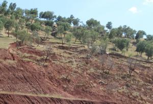 فرسایش و شوری خاک در گلستان؛ تهدیدی جدی برای امنیت غذایی