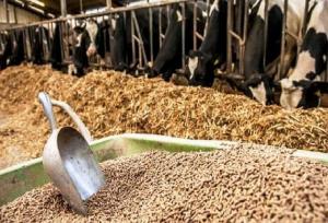 معاون استاندار: تأمین نهاده‌های دامی در فارس به زودی بهبود می‌یابد