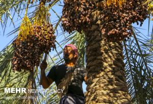 توسعه پایدار روستایی با افزایش نخیلات در خرمشهر