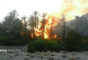 آتش‌سوزی در نخیلات روستای قطب‌آباد بندرعباس