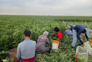 «نوجه ده» روستایی پیشرو در تولید ؛ لزوم حمایت از کشاورزان