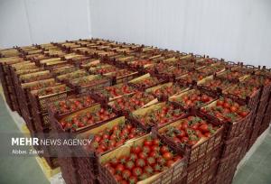 جهش ۴۳ درصدی قیمت گوجه فرنگی در آبان ۱۴۰۴