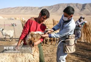 ایمن‌سازی دام سبک در مقابل تب برفکی در اولویت قرار گرفت