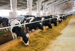 ساخت دستگاه بومی سنجش فیبر خوراک دام و انسان با یک‌چهارم قیمت نمونه خارجی