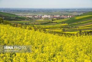 افزایش ۶۵ درصدی خرید کلزا از کشاورزان مازندرانی