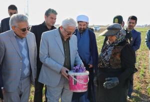 نوری: زنجیره ارزش و ایجاد هویت تجاری زعفران خراسان شمالی تکمیل شود