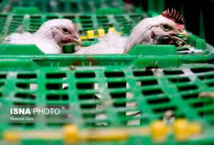 قیمت مصوب اعلام شده برای مرغ کارشناسی و منصفانه نیست