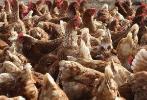 رئیس جهاد کشاورزی آذربایجان غربی: روند تولید مرغ در استان شتاب گرفت