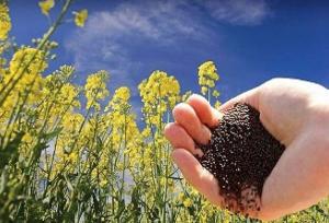 خرید ۲۰ هزار تن دانه روغنی از کشاورزان لرستانی