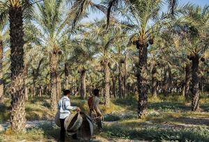 زنگ خطر برای نخلستان‌ها به صدا درآمد