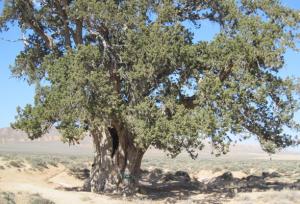 جمع‌آوری بذر گونه‌های جنگلی در کلاته‌رودبار با هدف حفاظت از طبیعت