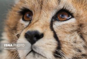 مشاهده «تلما» پس از ۳ سال همراه توله‌اش در توران