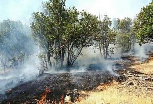 شیرپنجه: آتش‌سوزی در حریم پارک ملی دریاچه ارومیه مهار شد