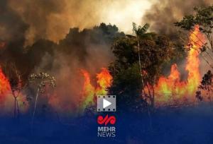 دلیل اصلی آتش سوزی جنگل الیت چه بود؟