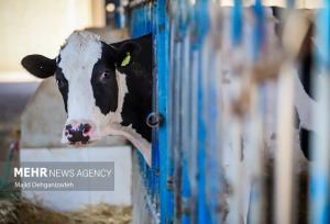 نوسان قیمتی امروز بازار گوشت نتیجه دلالی در شبکه توزیع نهاده دامی است