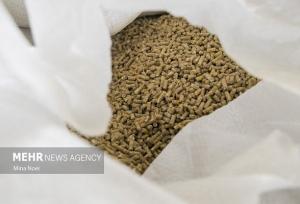 نهاده شریان حیاتی دامداری ایلام؛ تولید تنها با حمایت مستمر زنده است